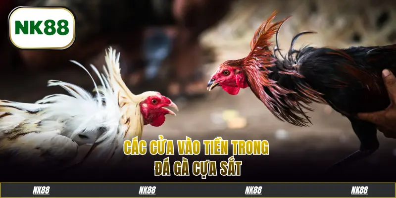 Các cửa vào tiền trong đá gà cựa sắt