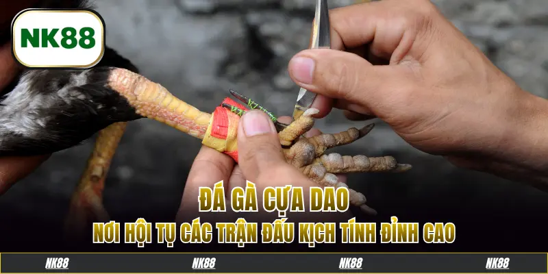 đá gà cựa dao
