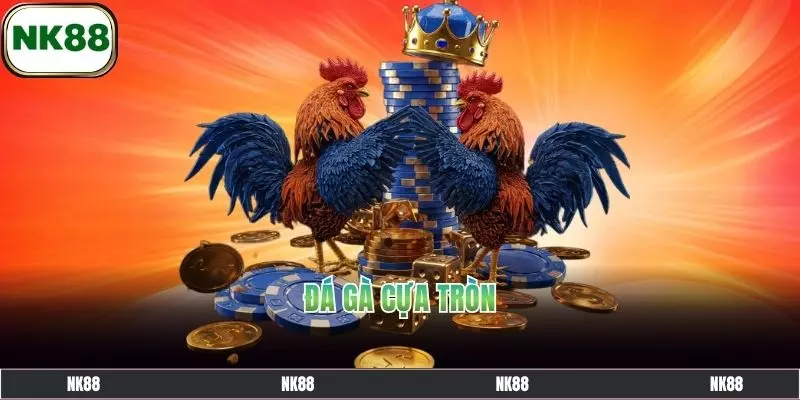 đá gà của tròn