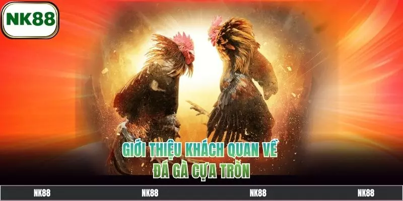 Giới thiệu khách quan về đá gà cựa tròn