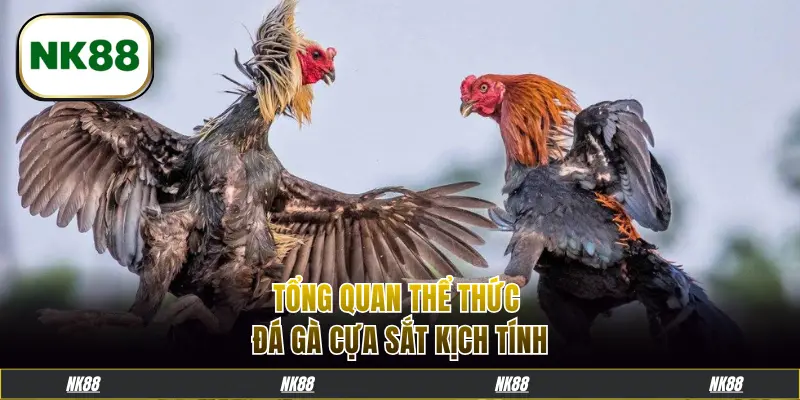 Tổng quan thể thức đá gà cựa sắt kịch tính